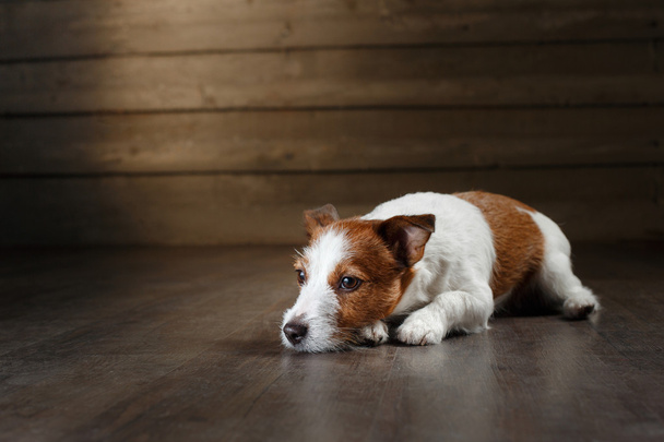 Kutyák Jack Russell Terrier portré stúdió színes háttérrel, - Fotó, kép