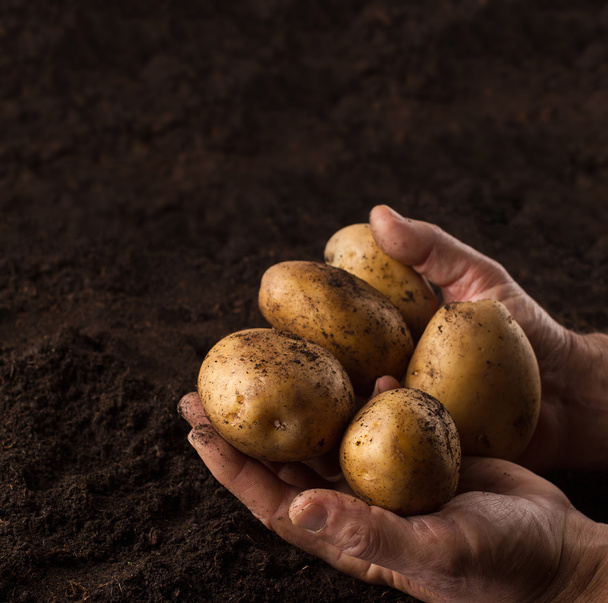 Руки фермера держат картошку над черной землей
 - Фото, изображение