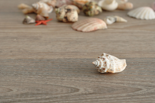 Uma coleção de conchas em um fundo de madeira
 - Foto, Imagem