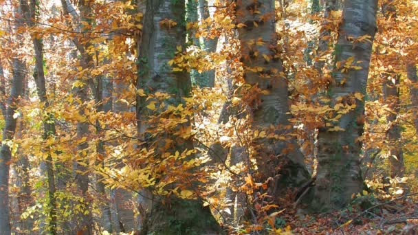podzimní les - Záběry, video