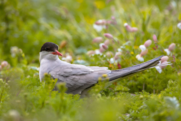 Arctic Tern looking - Photo, Image