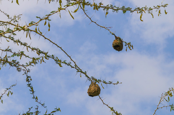 Bird nest of weaver in an african acacia tree - Photo, Image