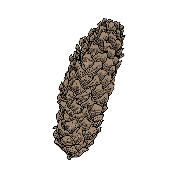 Hand drawn pine cone sketch - Wektor, obraz