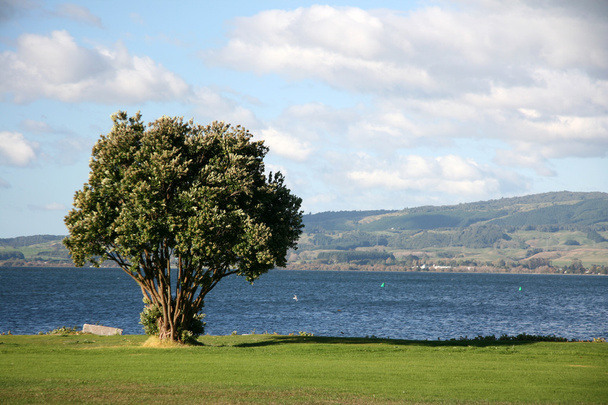 Tree at Water Edge - Île du Sud, Nouvelle-Zélande
 - Photo, image