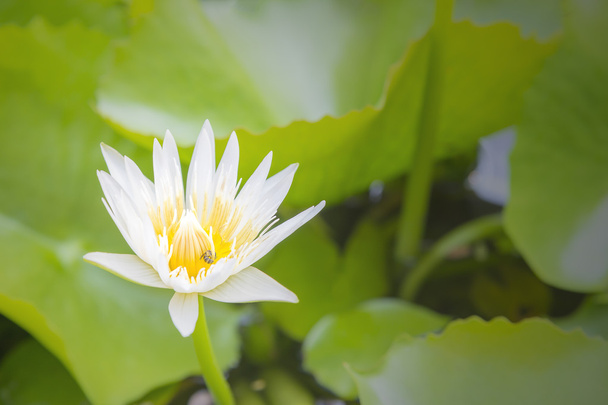 the white lotus or water lilie in the pond with the sunlight scene - Photo, Image