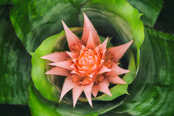 Bromélia planta na vista superior com a licença verde na sarda
 - Foto, Imagem