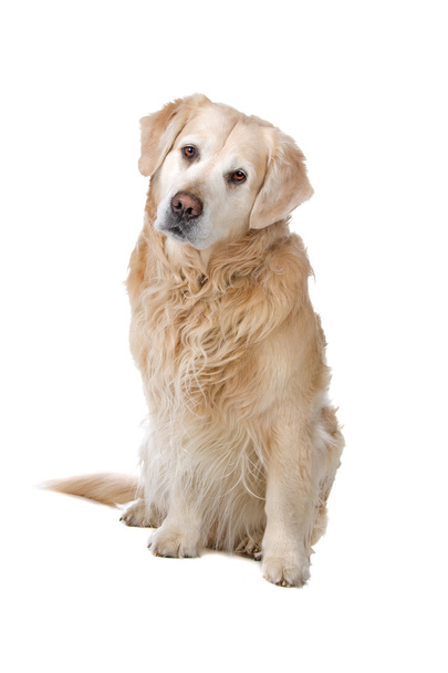 Perro perdiguero de oro - Foto, imagen