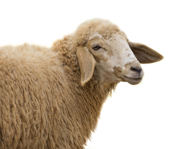 Зображення вівці на білому тлі
. - Фото, зображення