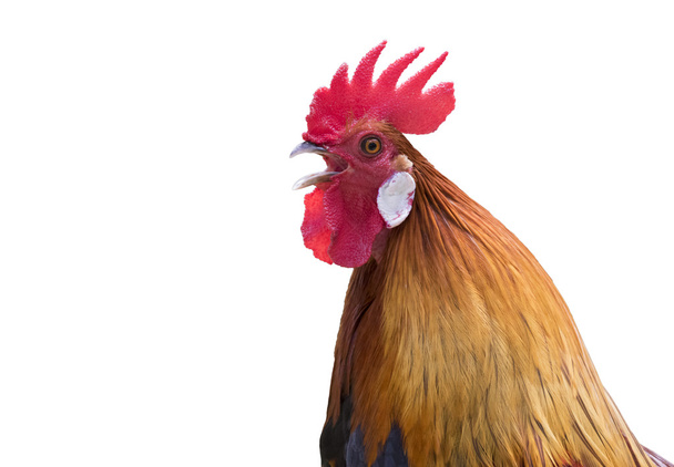 Image of head cock on white background. - Photo, Image