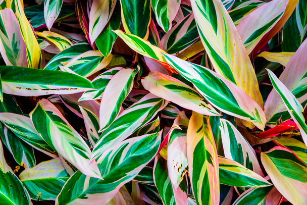 white, pink and green leaf plant texture - Fotografie, Obrázek