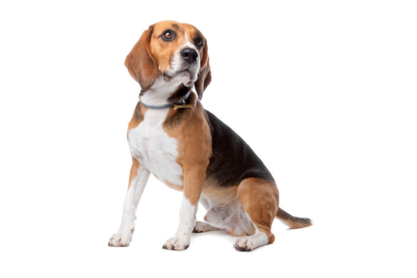 Cute Beagle dog - Foto, afbeelding