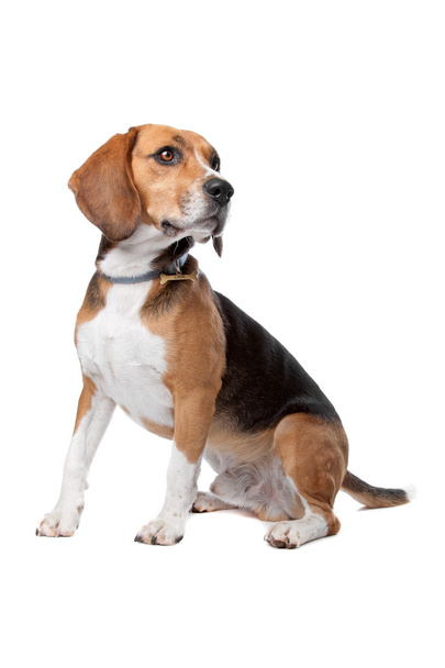 Cute Beagle dog - Zdjęcie, obraz