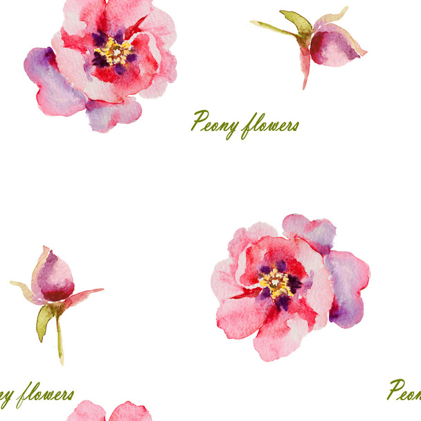 Rózsaszín, lila bazsarózsa akvarell, bud - Fotó, kép