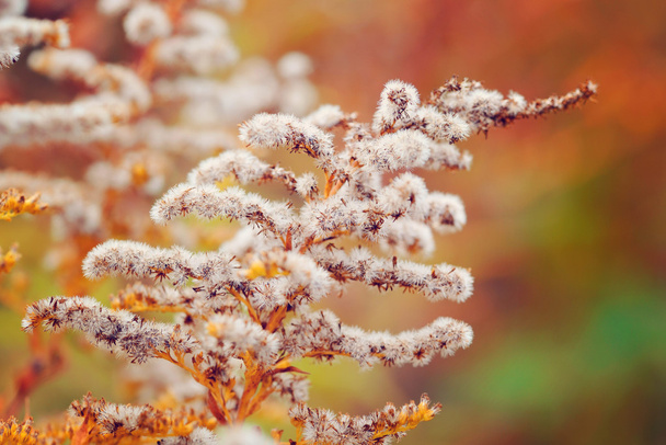 Goldenrod (Solidago canadensis) with dry seeds in a fall meadow. Autumn background. - Photo, Image