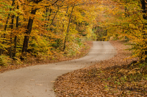 Carretera de otoño sinuosa
 - Foto, Imagen