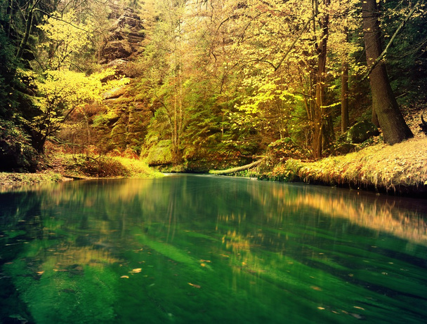Осінній сезон на гірській річці. Зелені водорості у воді, барвисте осіннє листя
. - Фото, зображення