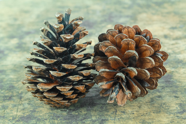 brown pine cone isolated on white background - Photo, Image