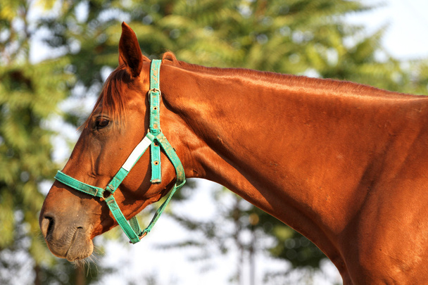 Πυροβόλησε το κεφάλι του μια όμορφη Καστανιά stallion στο αγρόκτημα - Φωτογραφία, εικόνα
