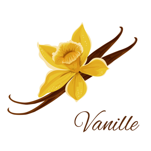 Vanille pod with flower isolated icon - Vector, Image