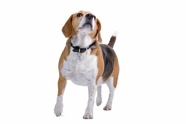 Beagle - Foto, Bild