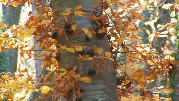 Kirschbaum im Herbst - Filmmaterial, Video