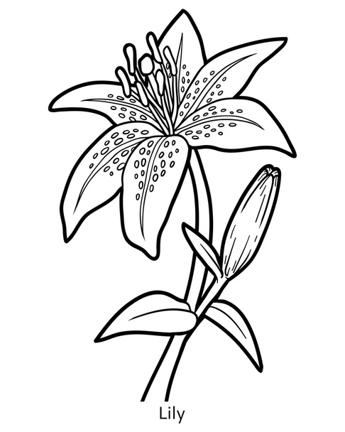 Coloring book, flower Lily - Vector, Image