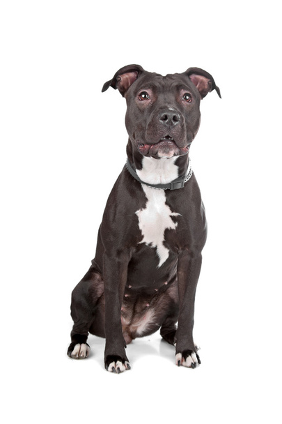 American Staffordshire Terrier - Photo, image