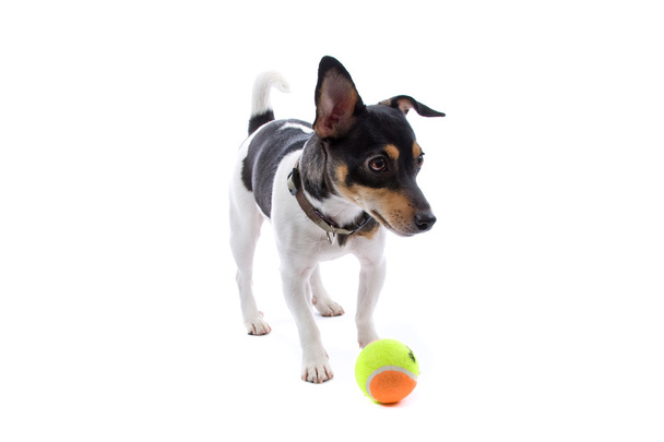 Jack russel Terrier with tennis ball - Fotoğraf, Görsel