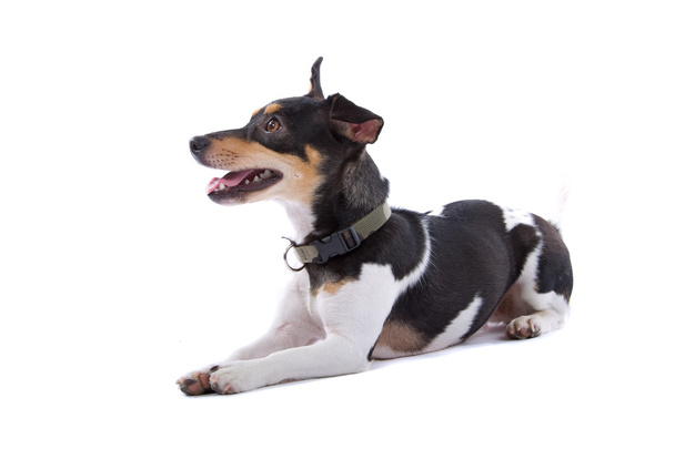 Jack Russel Terrier Dog - Zdjęcie, obraz