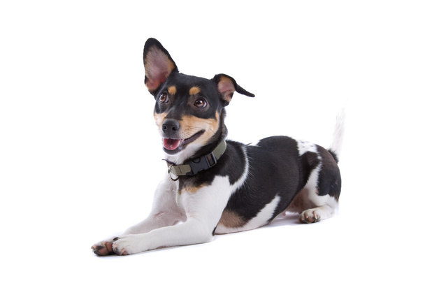 Jack Russel Terrier Dog - Zdjęcie, obraz