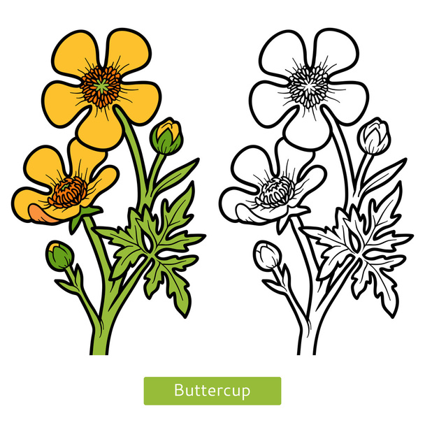 Coloring book, flower Buttercup - Vector, Image