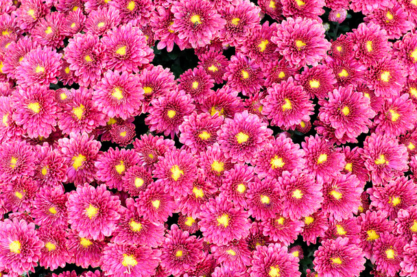 Fleurs de chrysanthème pourpre
 - Photo, image