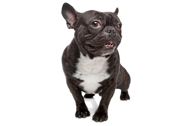 French Bulldog - Zdjęcie, obraz