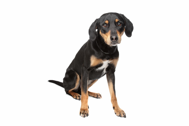 Mixed breed dog, half Appenzeller Sennenhund - Foto, Imagen