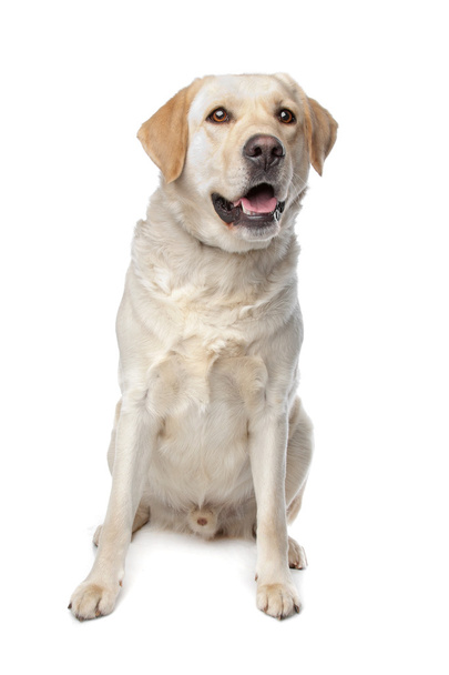 Labrador Retriever - Valokuva, kuva