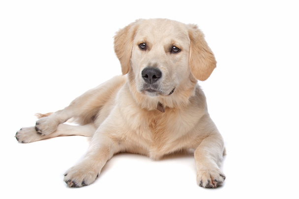 Retriever Labrador dog - Zdjęcie, obraz