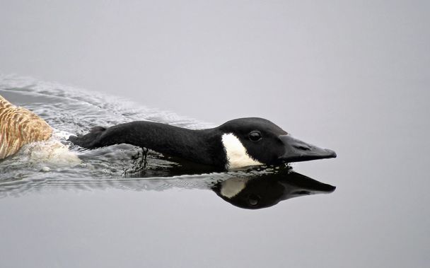 Canada Goose - Photo, Image