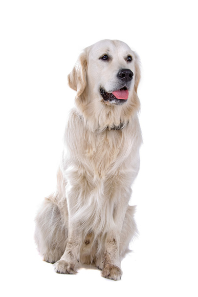 Golden retriever dog - Φωτογραφία, εικόνα