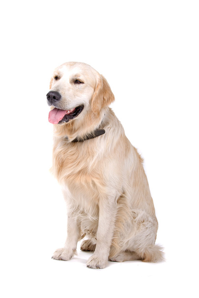 Golden retriever dog - Foto, imagen
