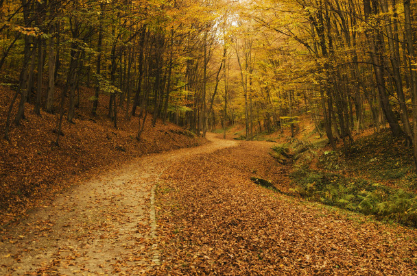 Waldweg im Herbst - Foto, Bild