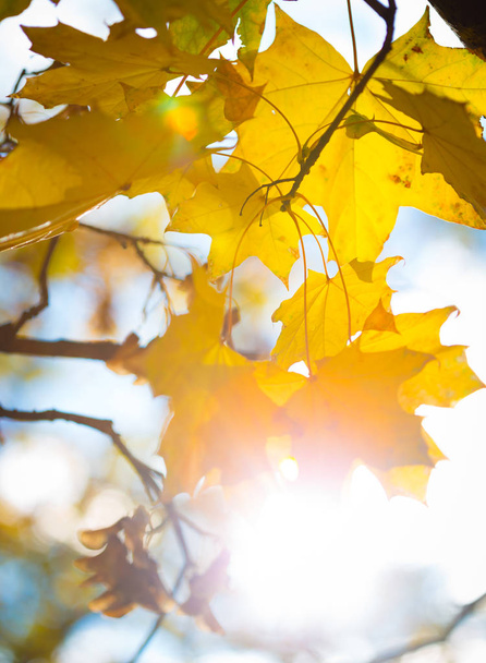 sun rays through the maple leaves - 写真・画像