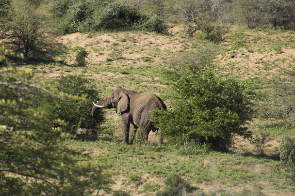 Elefante al pascolo sugli alberi
  - Foto, immagini
