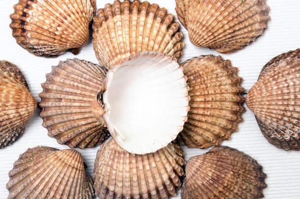several clam shells isolated - Photo, Image