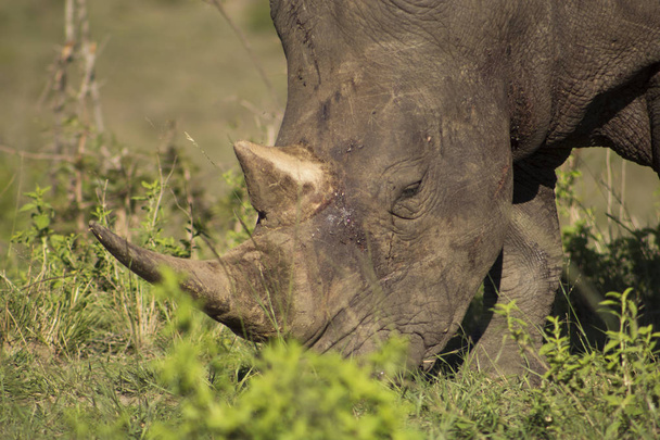 Fehér Rhino közelkép  - Fotó, kép