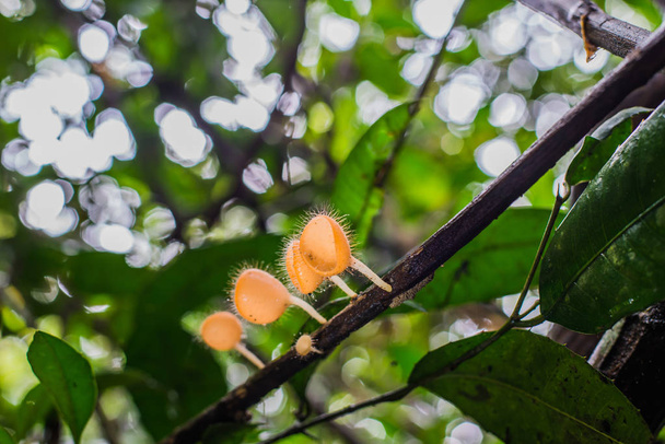 Mushrooms Orange Cup Fungi in the forest Mushroom Orange Cup Fungi Champagne - Foto, Bild