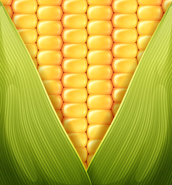 sweet corn texture pattern - Vector, Image