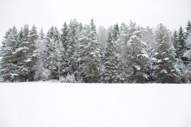 Snow covered pine tree forest - Photo, image