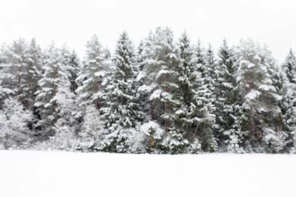 Snow-covered wintertime plain with out-of-focus pine forest background with copy-space - Photo, Image