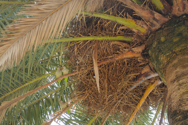 Trzy zielone papuga siedzi na gałęzi drzew palmowych, widok od dołu - Zdjęcie, obraz