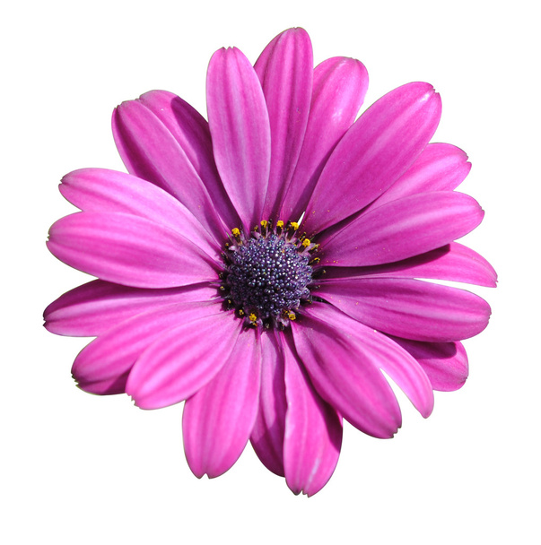 Lilac daisy - Photo, Image